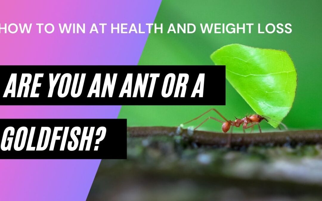 Are you an Ant or a Goldfish? How to Win at Health and Weight Loss